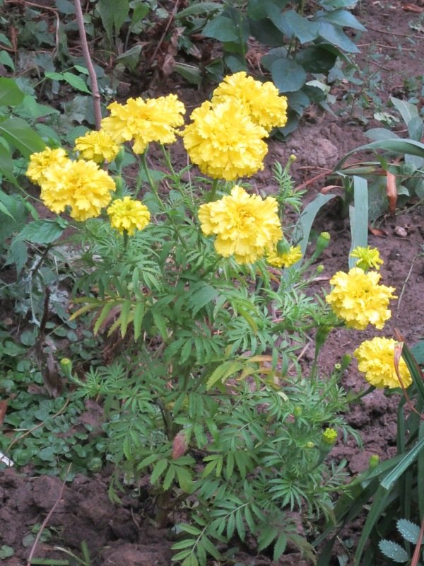 Жёлтые цветы - Дмитрий Никитин
