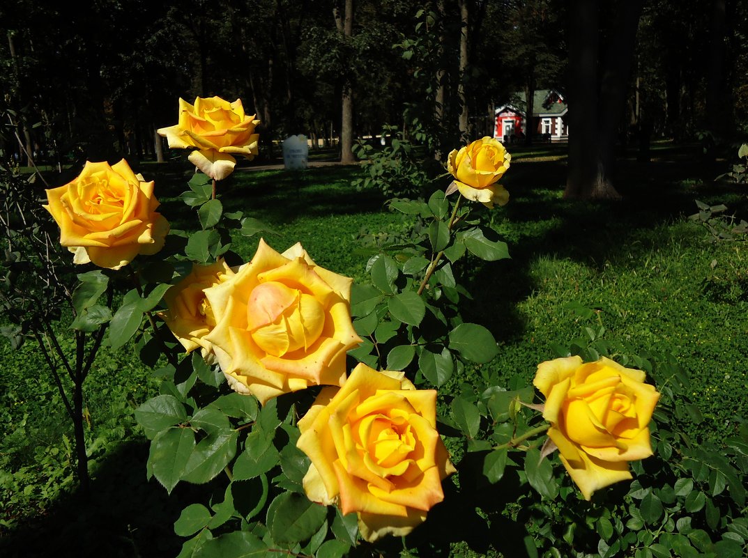 Золотые розы сентября - Ирина 