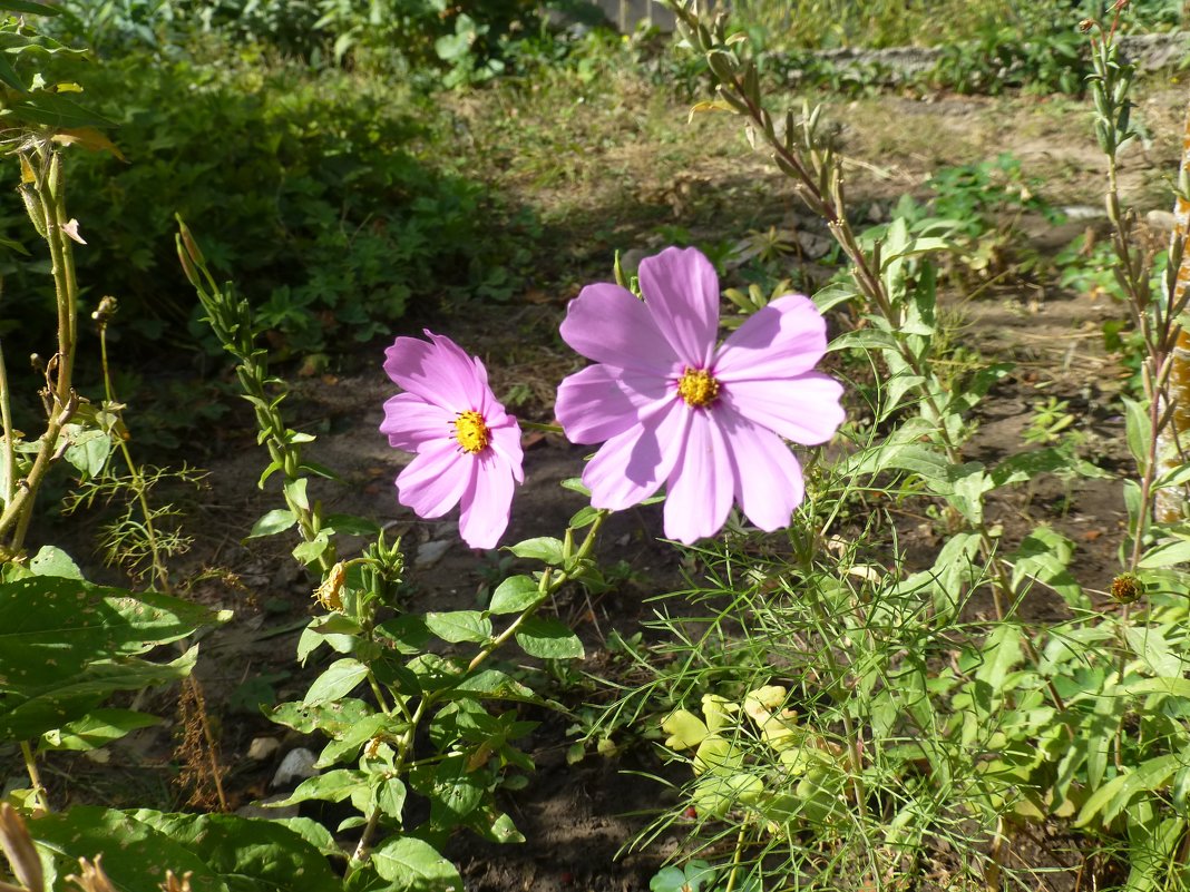 Цветы у дома в сентябре - Наиля 