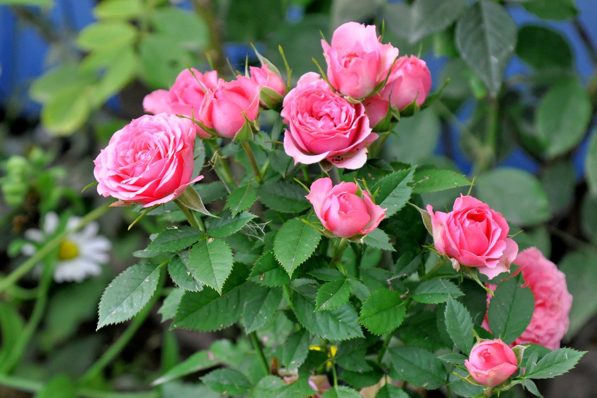 розовые розы - vg154 