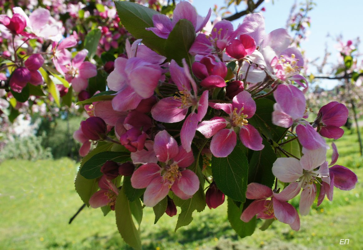 Яблоня в майском цвету - Елена Павлова (Смолова)