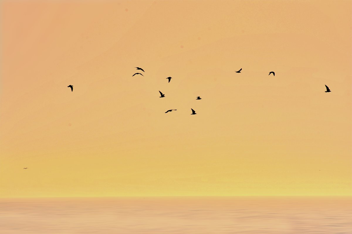 чайки над морем - linnud 