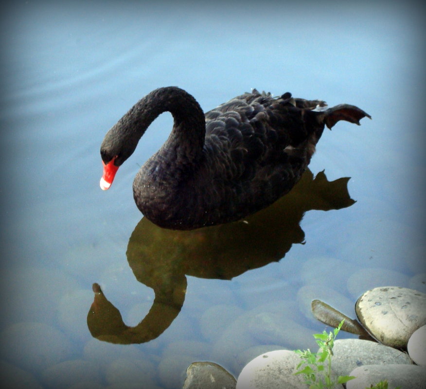 Черный Лебедь - Евгения Х