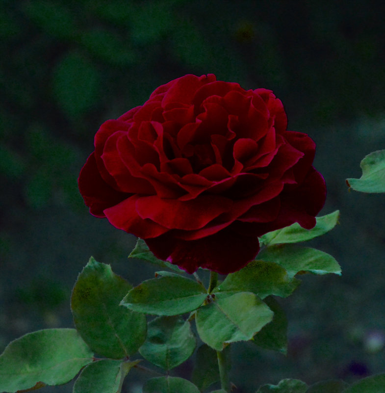 Красно-бордовая роза - Александр Буянов