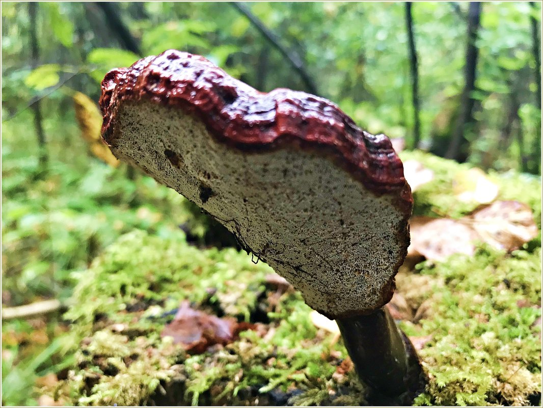 Сегодня встретился удивительный древесный гриб. - Валерия Комова