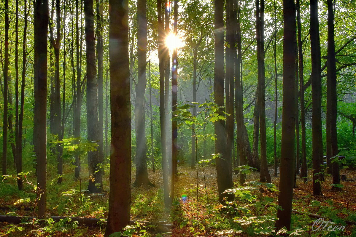Немного солнца в осеннем лесу - Olcen Len