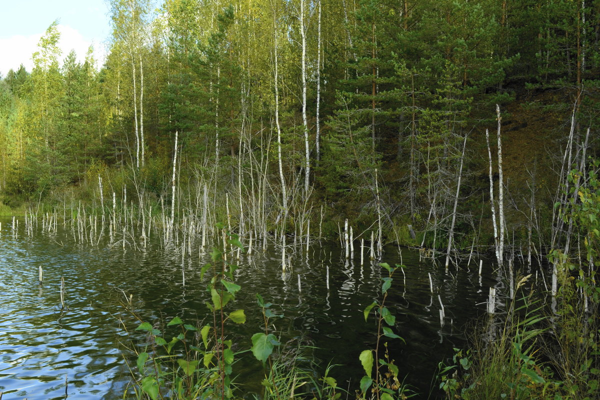 каемка леса и воды - Михаил Жуковский