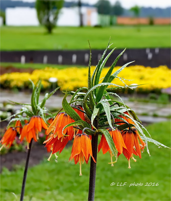 Fritillaria Crown Imperial Aurora - рябчик императорский - Liudmila LLF