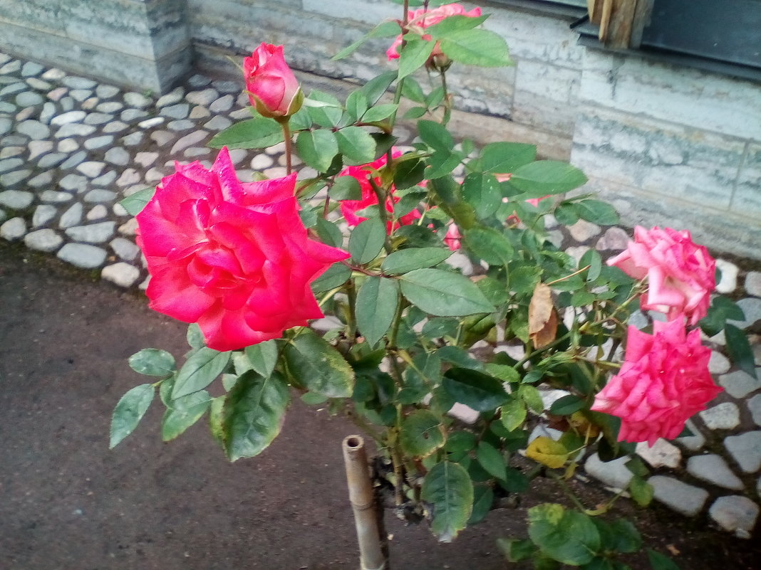 Розы в Летнем саду. (Санкт_Петербург). - Светлана Калмыкова