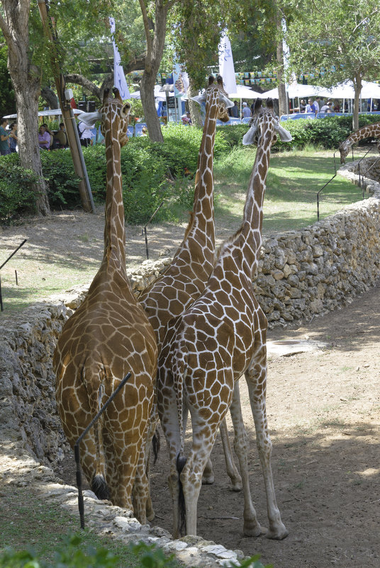 три жирафа - Борис 