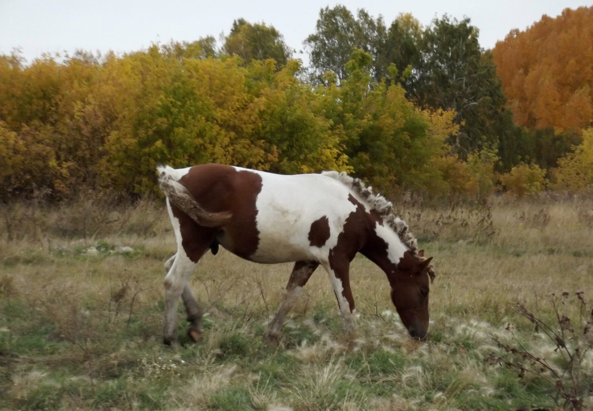 Осенняя коняшка - Светлана Рябова-Шатунова
