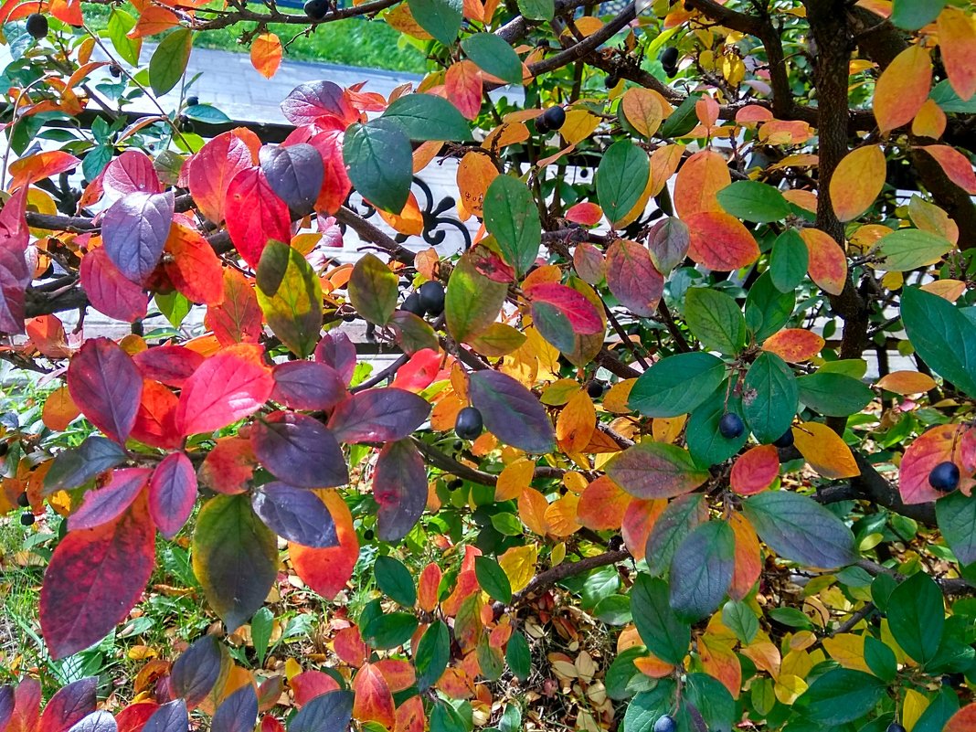 Разноцветная Осень ... - Татьяна Котельникова