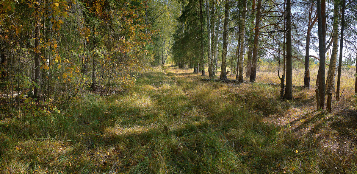 Осенний лес - Александр Ещенко