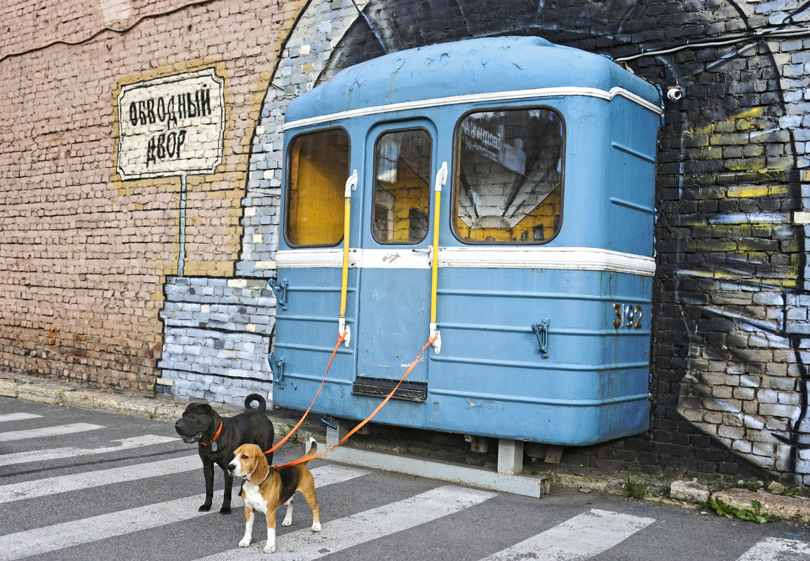 Ездовые собаки петербургской подземки - Тата Казакова