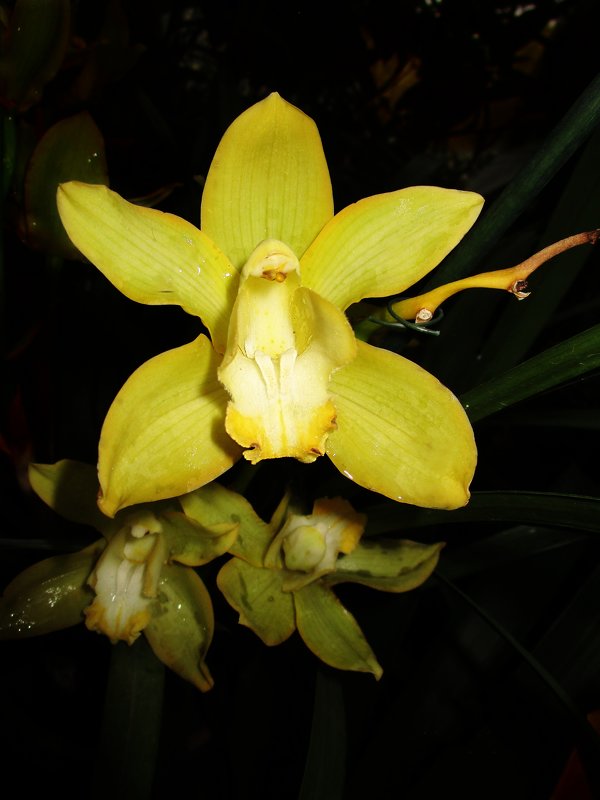 Орхидея - Ирина 
