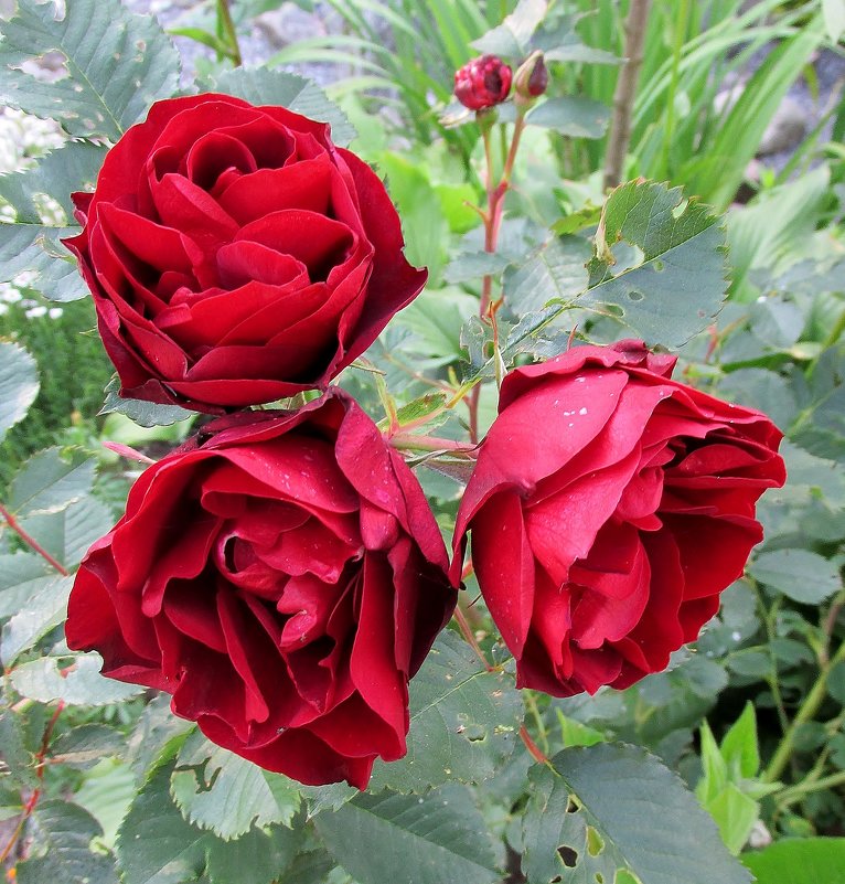 Три розы - Leonid Tabakov