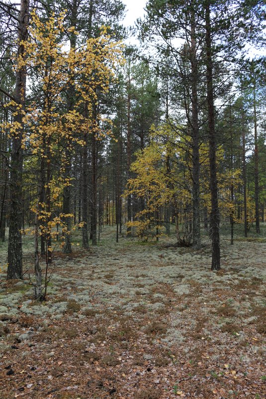 Прогулки в осеннем лесу - Ольга 