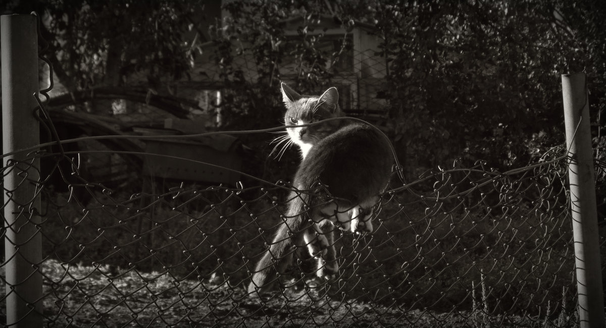 Кот,на заборе - Михаил Цегалко