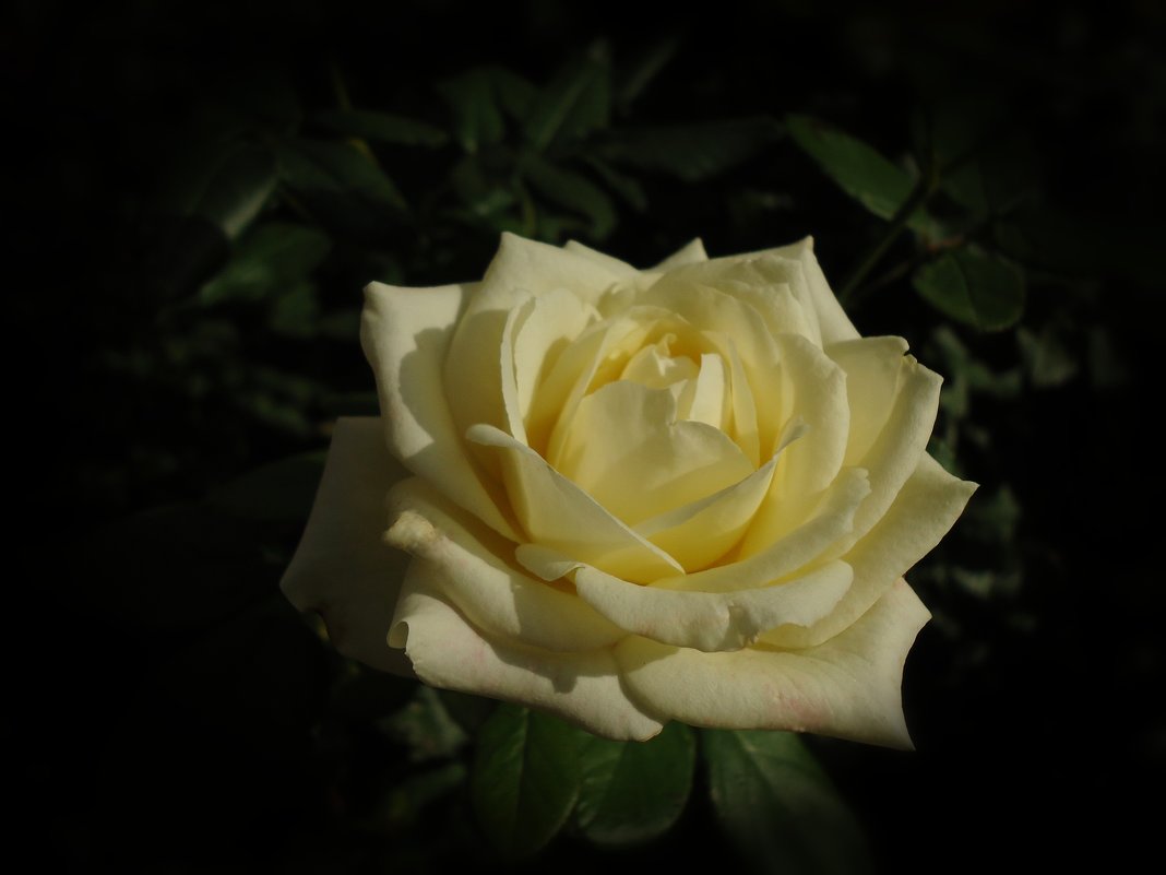 Осенние розы - Ирина 