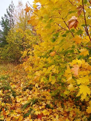 Осень,лист по земле ложится - Владимир 