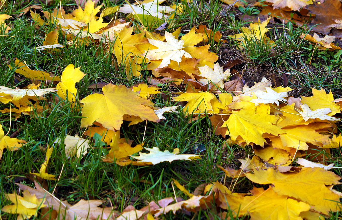 Листья желтые... - barsuk lesnoi