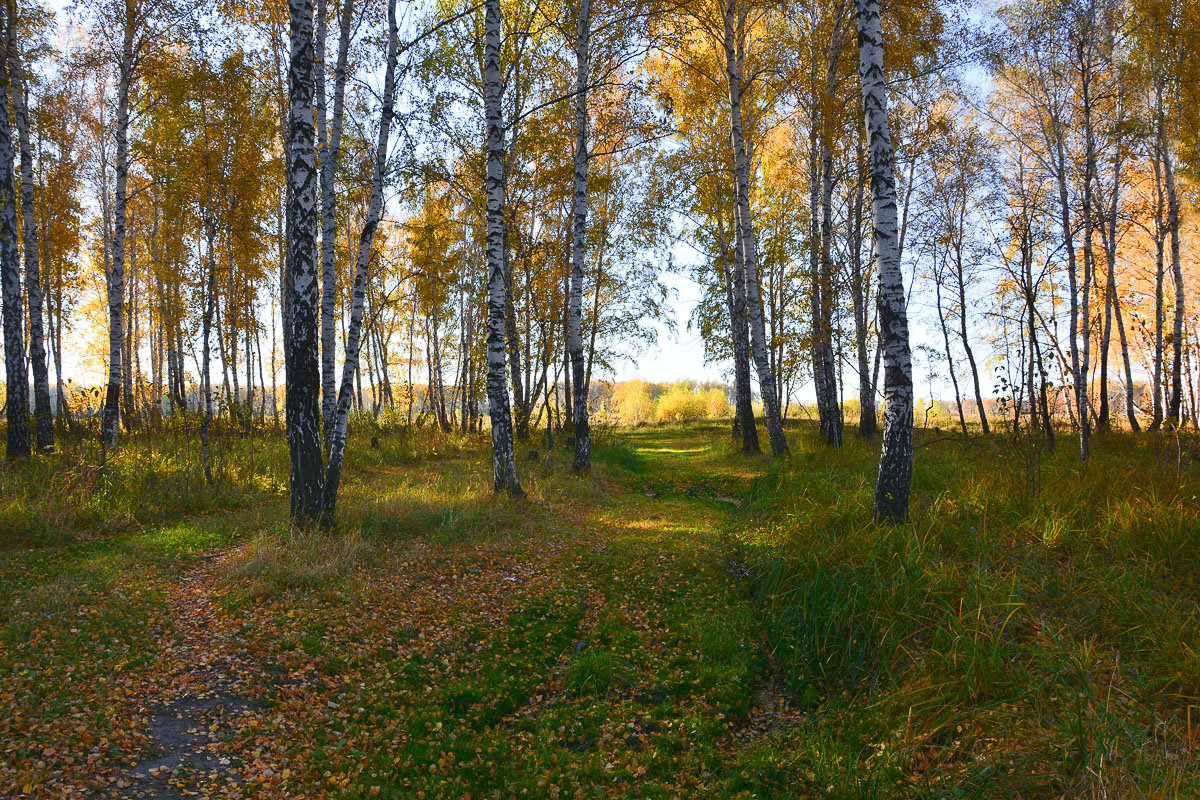 Осенний  лес - Геннадий Супрун