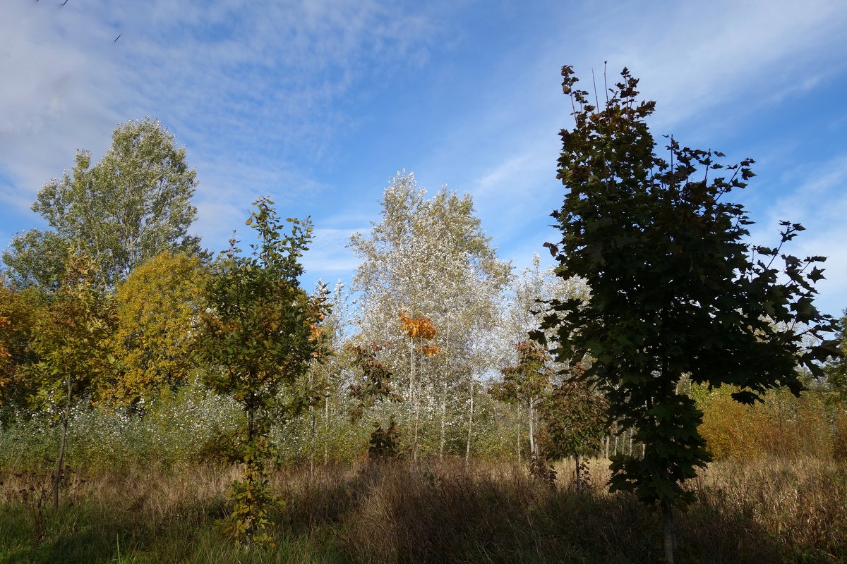 Осенний этюд с серебристыми тополями - Елена 