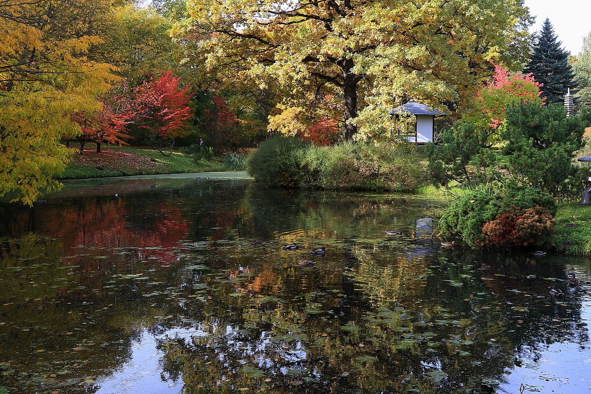 Осень в японском саду. (1) - Николай Кондаков