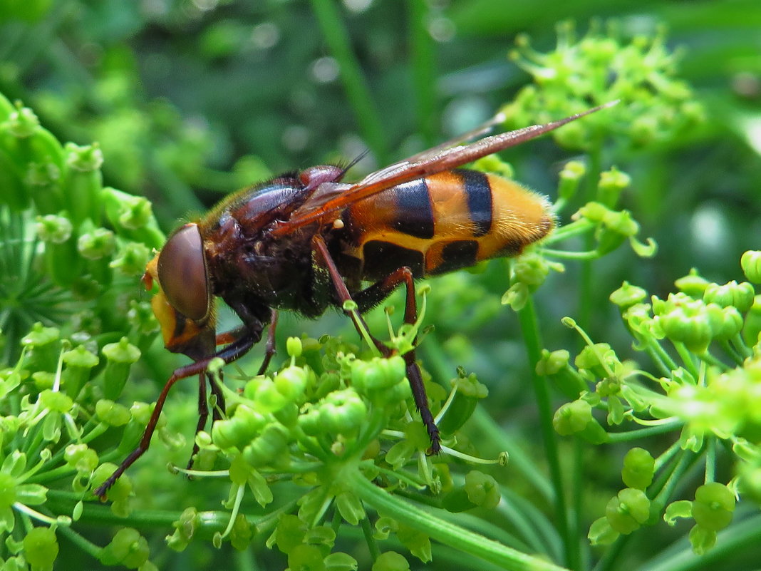 *Цветочная муха ( Volucella zonaria) - vodonos241 