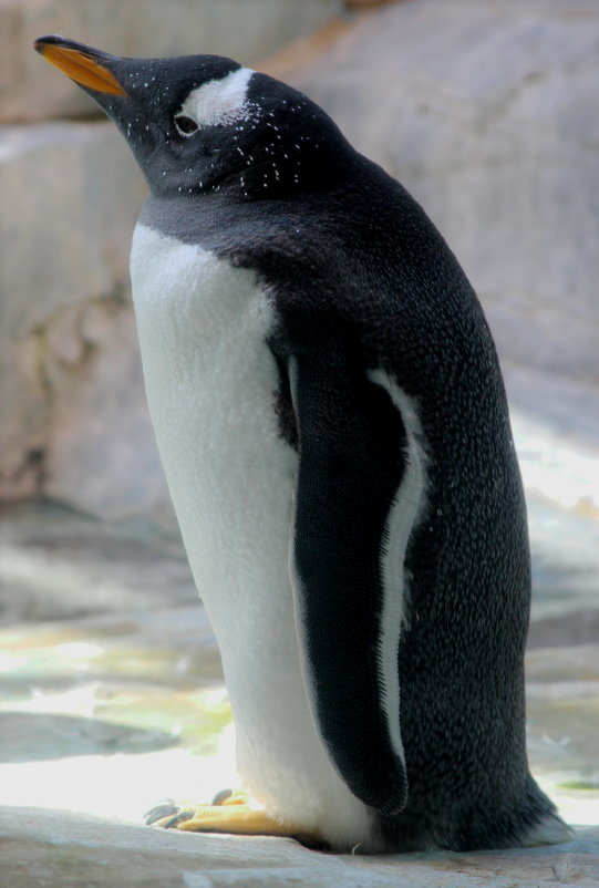 Субантарктический пингвин - Дмитрий Солоненко