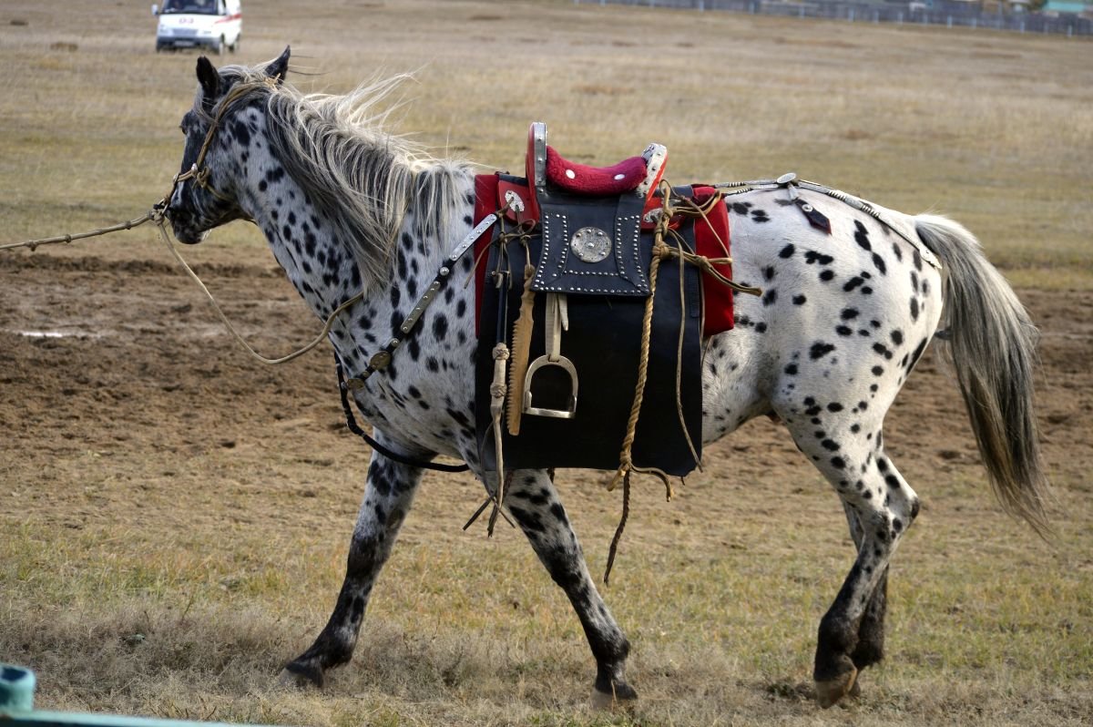 Бурятский конь под бурятским седлом - Надежда Мельникова