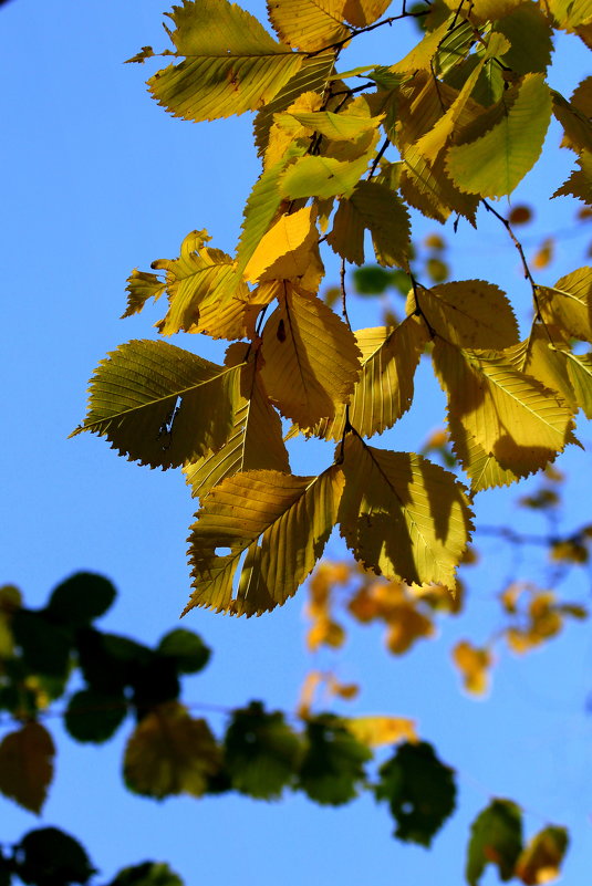 Листья желтые - Vlad Сергиевич