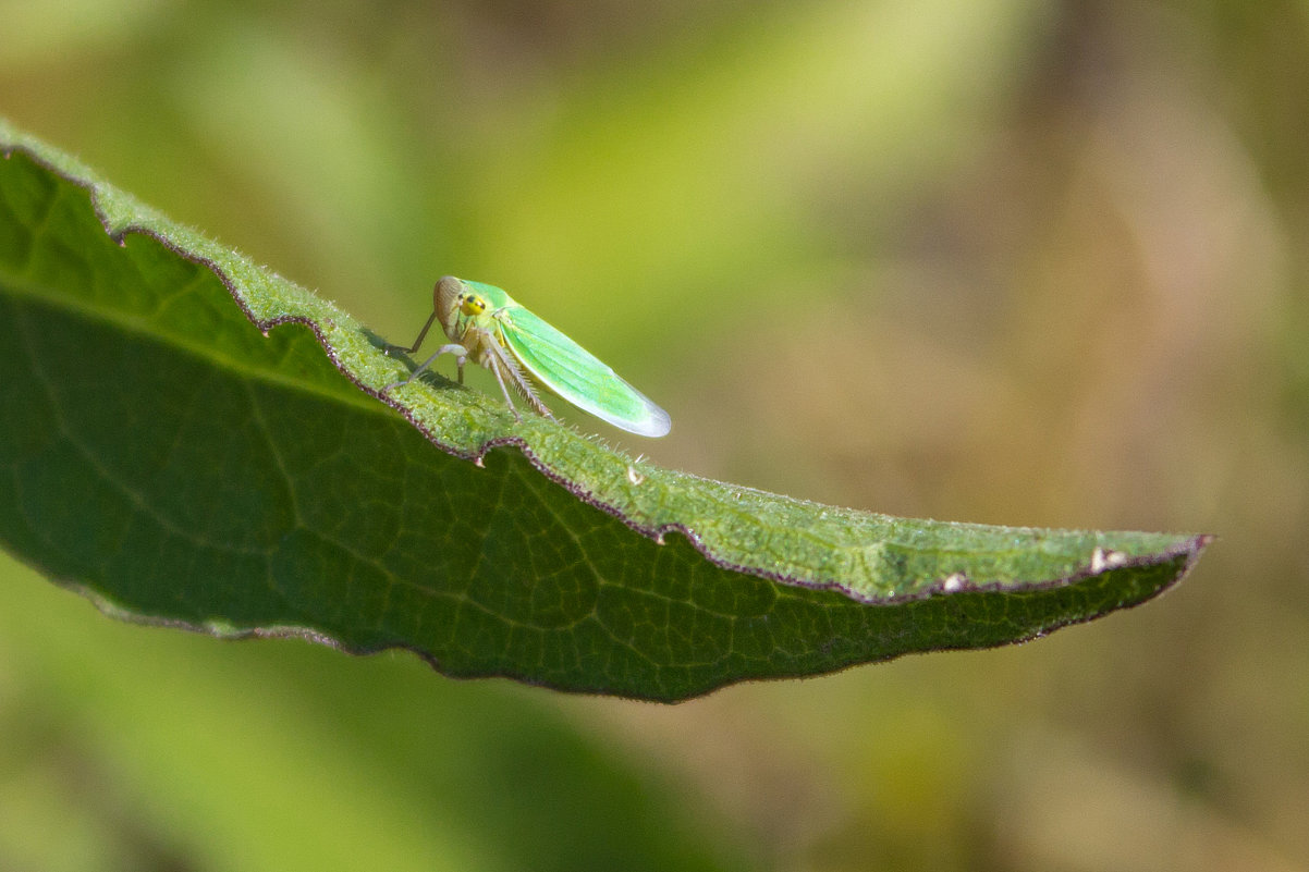 Цикадка зеленая Cicadella viridis IMG_6400-8 - Олег Петрушин