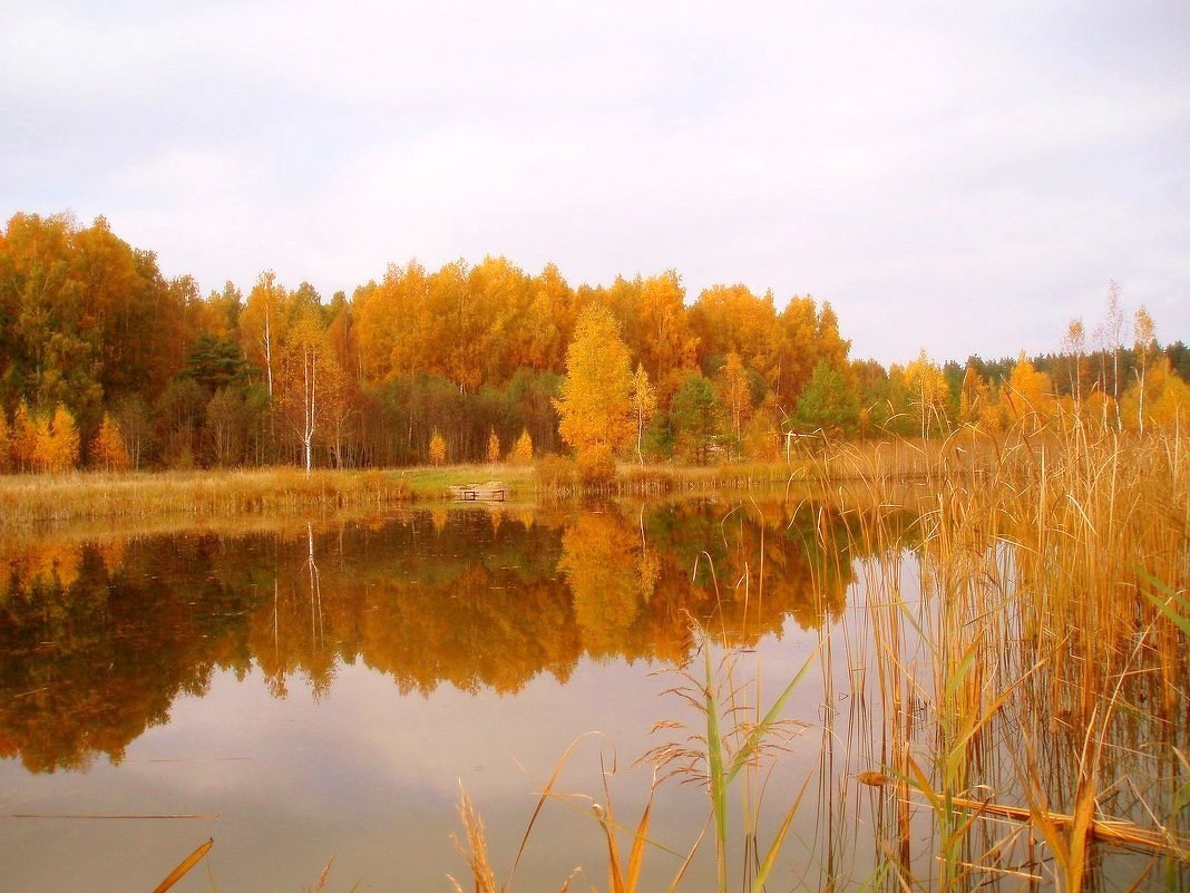 Auksinis veidrodis / Golden mirror - silvestras gaiziunas gaiziunas