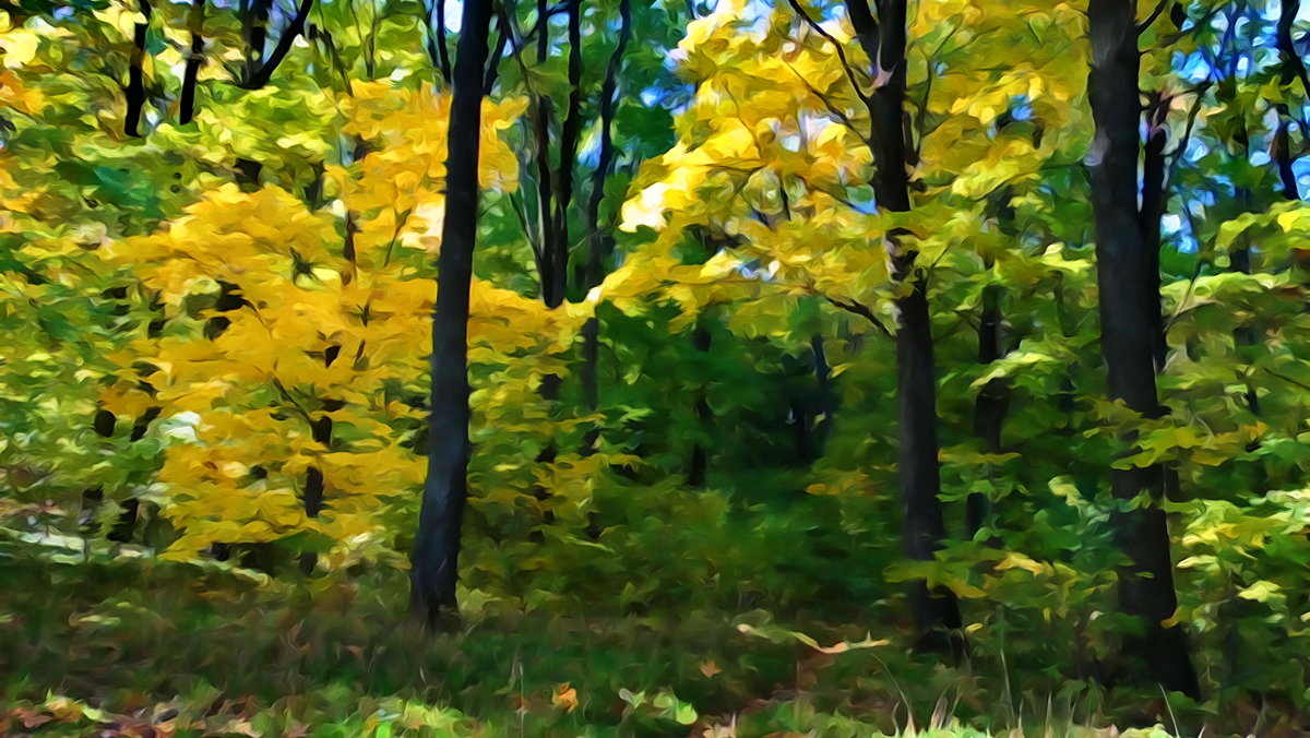 Осенние зарисовки в лесу - vodonos241 
