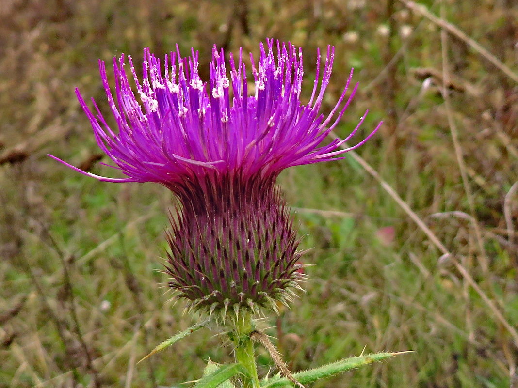 *Cirsium serrulatum  (семейство Asteraceae)Бодяк мелкопильчатый Бодяк мелкозубчатый - vodonos241 