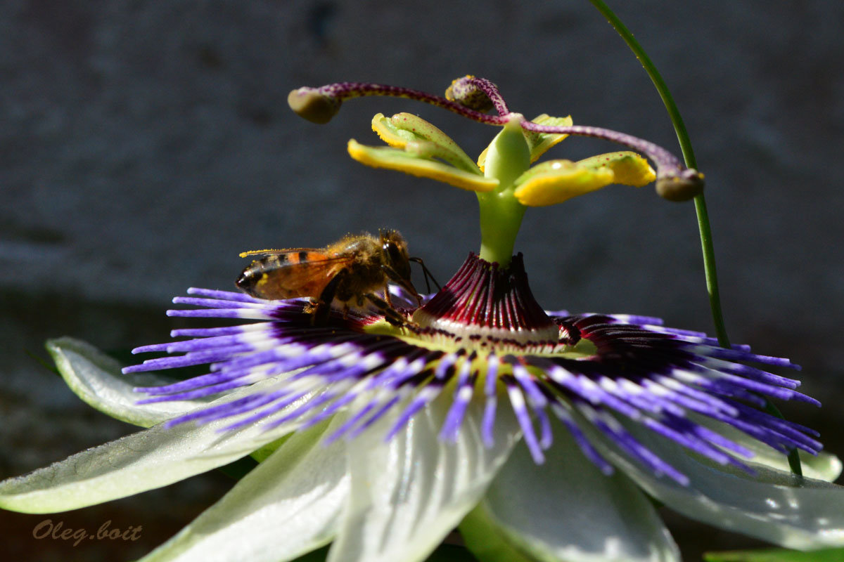 Пчела на пассифлоре - Тамара Бедай 