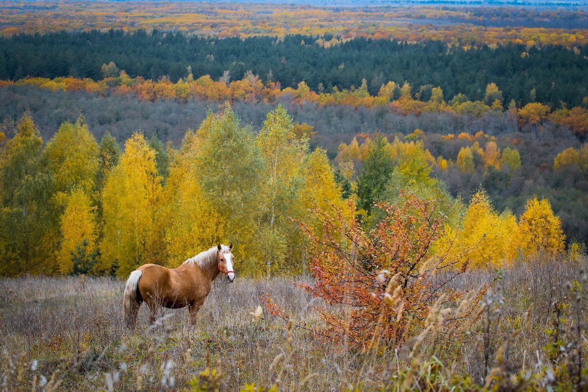 Осенний пейзаж с лошадью - Галина 