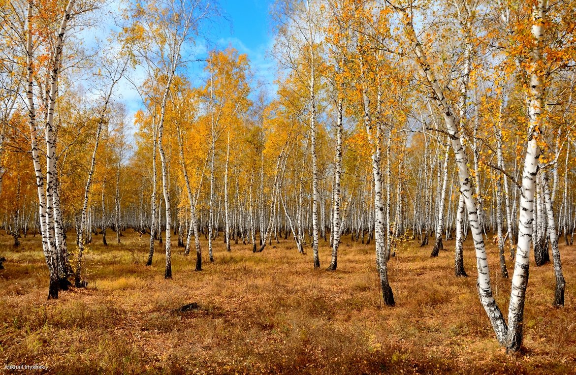 Картинки осенняя роща