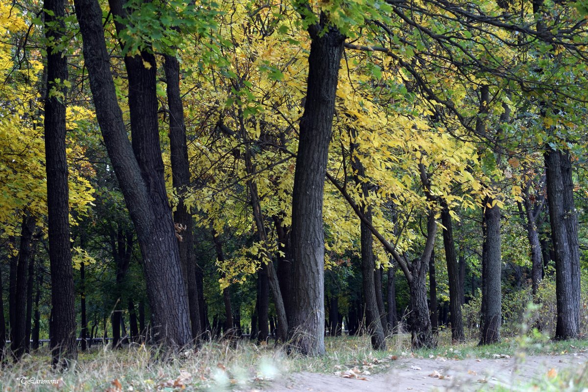 Осенний лес - Татьяна Ларионова