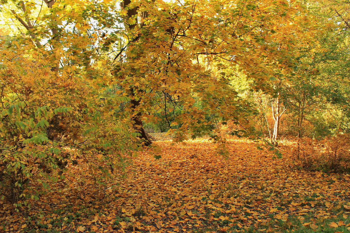 золотая осень - tina kulikowa