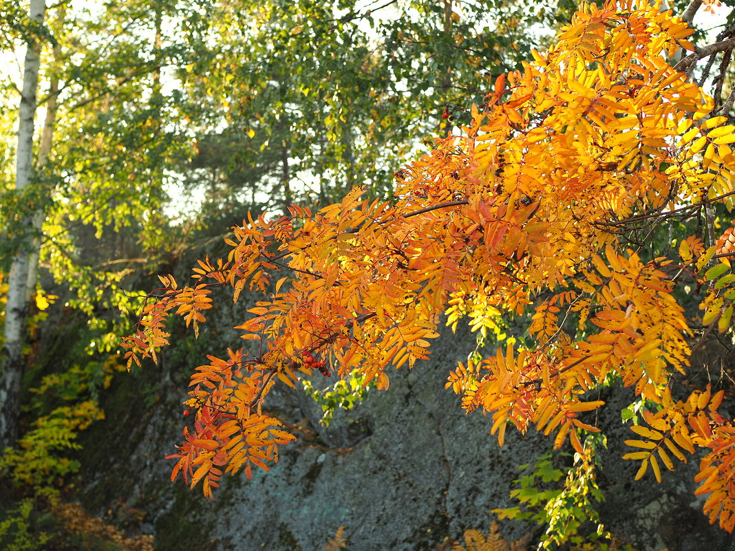 Осенний лес - wea *