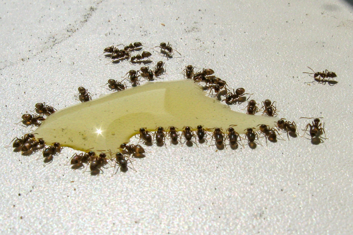 муравьи едят мёд   IMG_0791-64 - Олег Петрушин