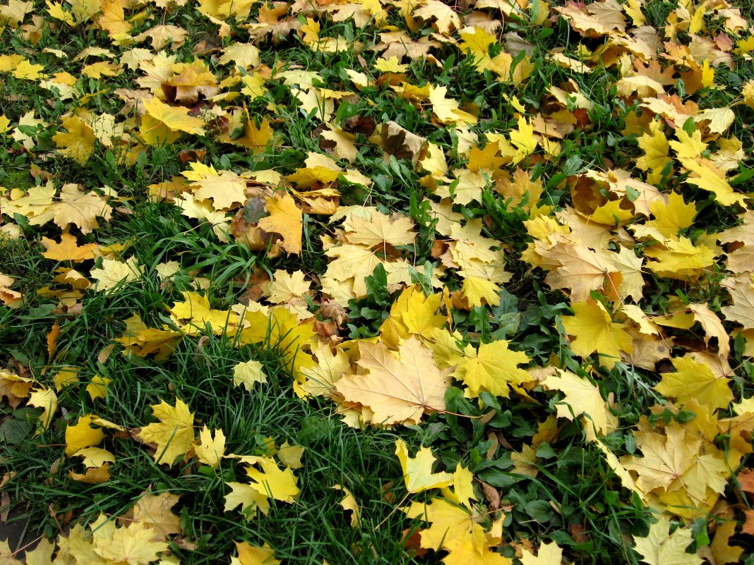 Осенний ковёр - Надежда 