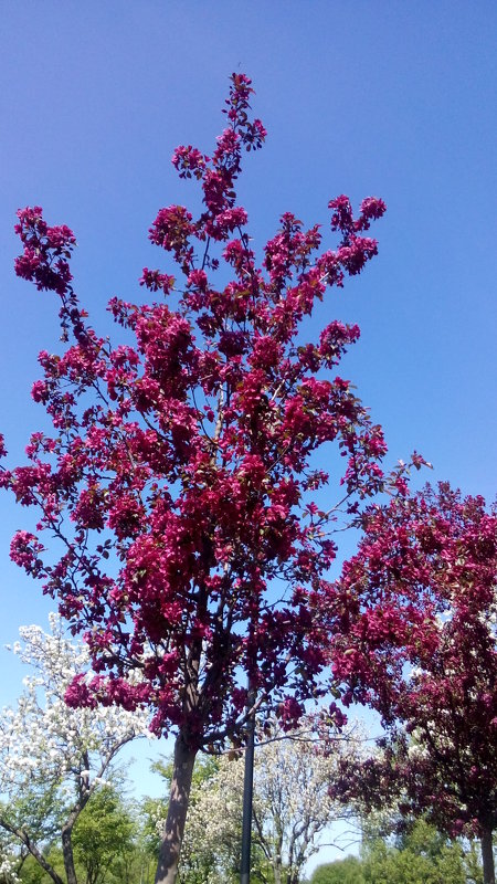 цветущие яблони - Lyudmila 