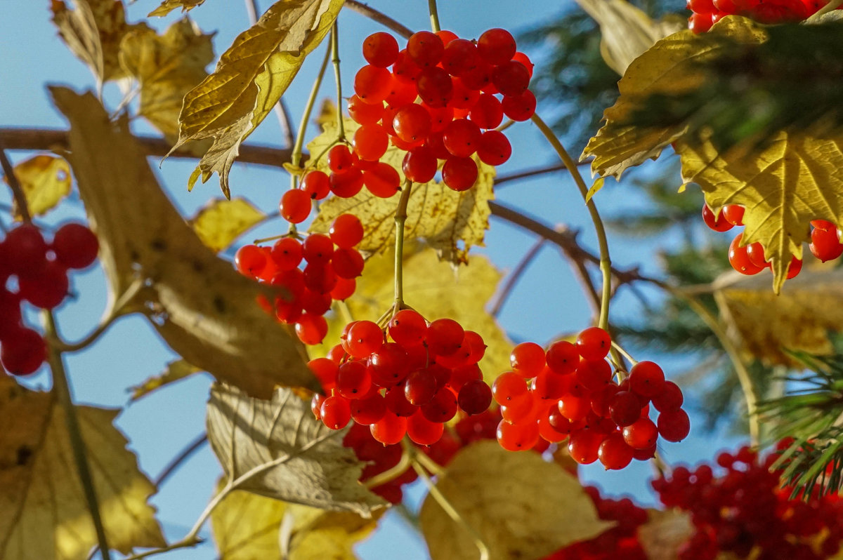 Осенние ягоды - Владимир Орлов