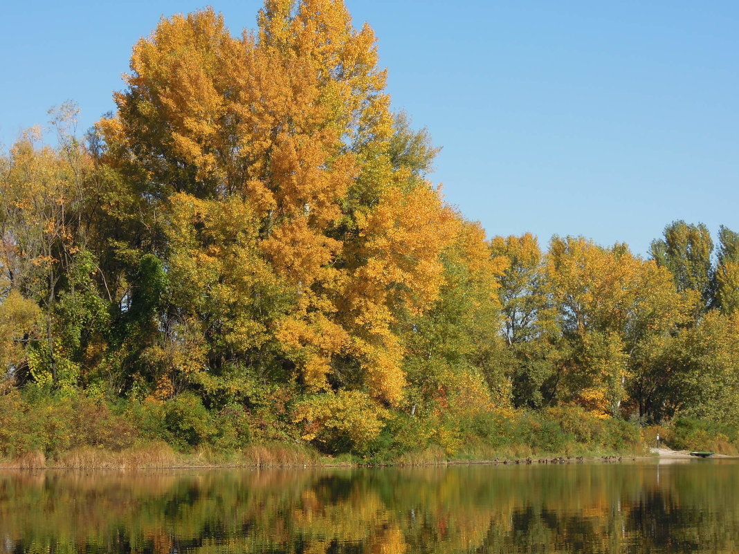 Осень... краски, утки, река, отражения - Тамара Бедай 