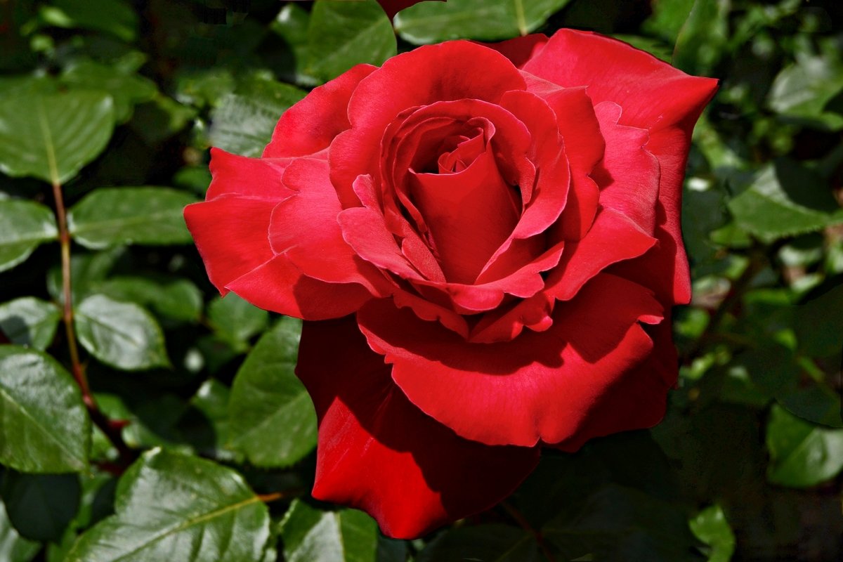 Эта красная чудная роза - Валентина 
