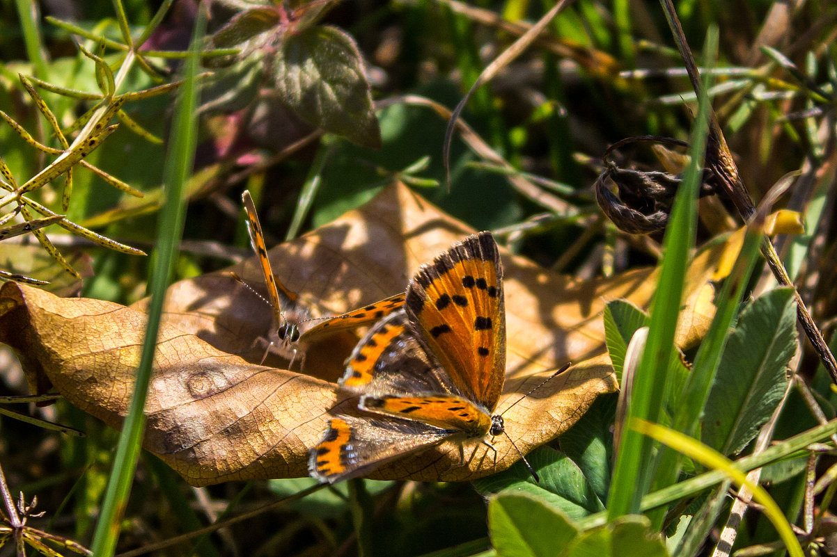 Многоглазка пятнистая Lycaena phlaeas   IMG_6416-11 - Олег Петрушин