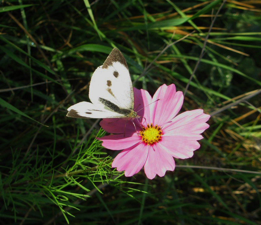 Цветок и бабочка - Дмитрий Назаров